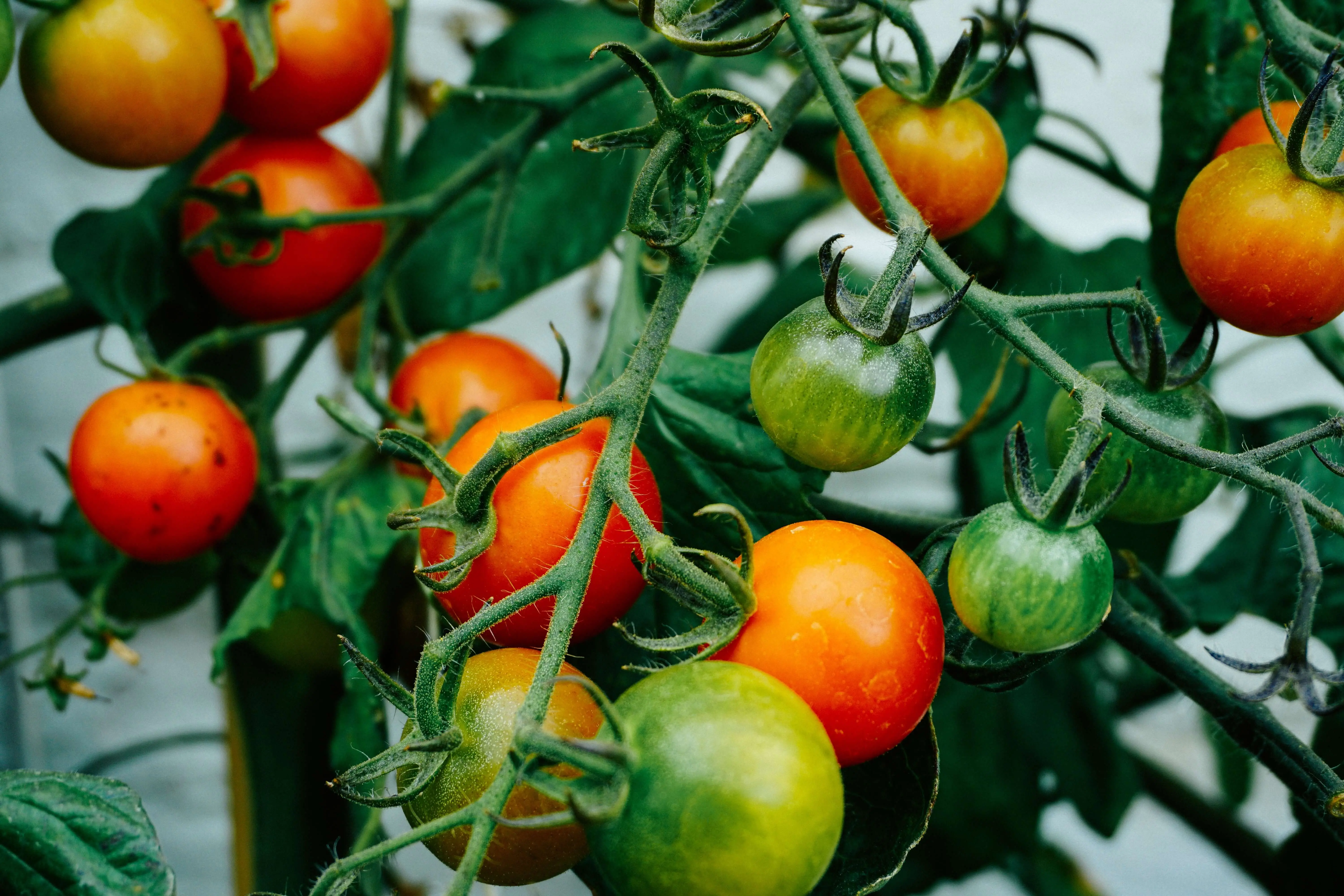 plant lights for indoor growing