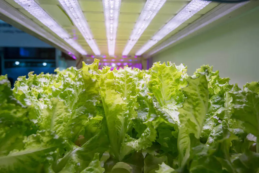 led grow lights for indoor plants